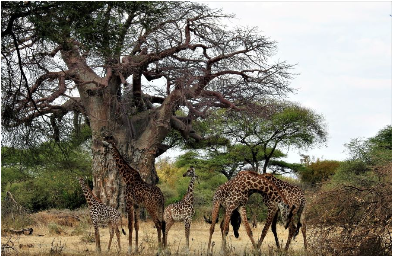 Tanzania Wildlife Corridors and Forests: Protecting the Serengeti and Masai Mara Pathways for Wildebeest Habitats