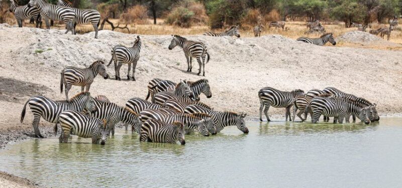 Tanzania’s wildlife